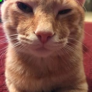 Meet your Posher, Donald